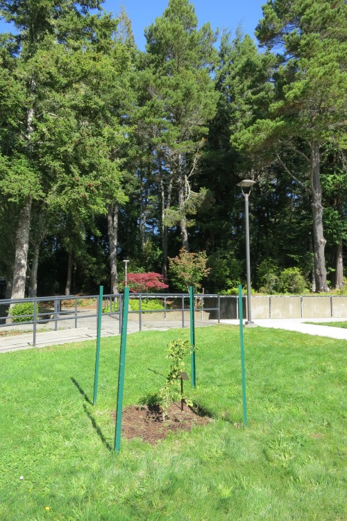 Peace Tree sapling surrounded by support stakes in grass field